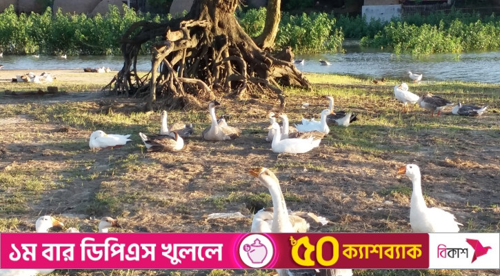 হালতিবিলে হাঁসের রাজ্য, শত শত কোটি টাকার ব্যবসা